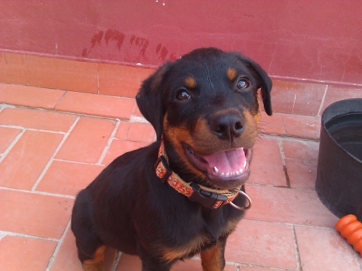 La foto de mi perro Thor, un Rottweiler.