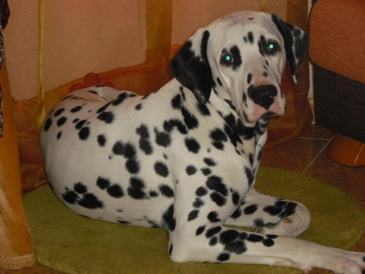 Tommy, es un gran ejemplar de Dalmata.