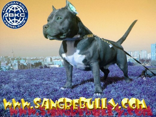 Jason hijo de Hummer y Scarface y en sus ancestros figuran nombres como Omen y PlayBoy.
WWW.SANGREBULLY.COM