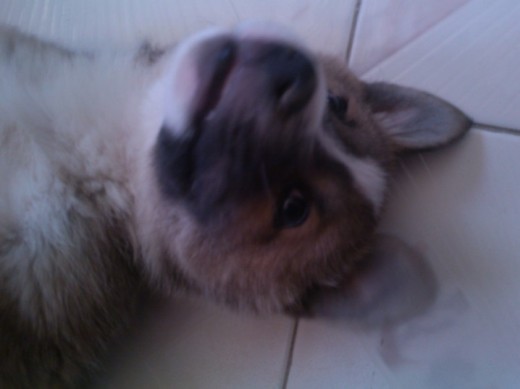 hachi hachi