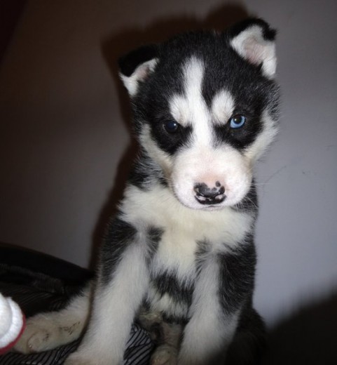 Husky siberiano  de 2 meses
