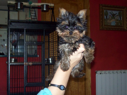 Mi pequeño bichito