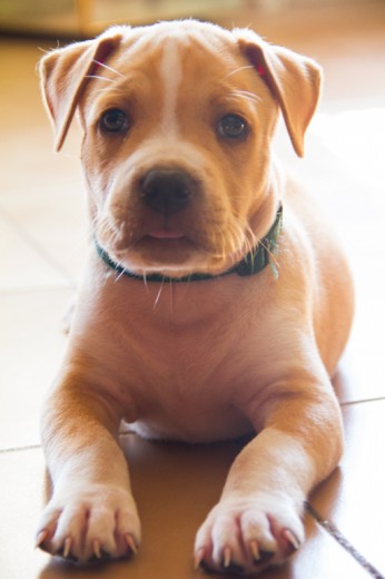 El pequeño Bruce El pequeño Bruce