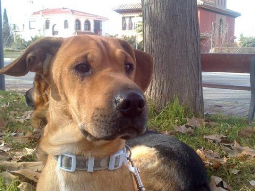 Cruce Shar pei. Se encontraba vagando por las calles desnutrido y enfermo. Tenía un parpado hacia dentro que le dañaba la pupila que le operamos y tras algunas recaídas sus ojos están mucho mejor. Es un perro bueno y joven, que ha tenido muy mala vida y ninguno de los cuidados que esta raza necesita. Es fuerte y enérgico, le encanta jugar y necesita largos paseos y muchos juegos. Se lleva bien con niños, y puede ser un poco desconfiado con desconocidos e inseguro y necesita una persona en quien poder confiar para siempre. Es un poco cabezón y dominante, así que necesita alguien que lo sepa guiar. Es de lo más inteligente, y aprende muy muy rápido. Nunca ha tenido problemas con otros perros pero al principio puede parecer que tiene comportamiento agresivo por su propia inseguridad. Una vez conoce a los perros juega con ellos y corretea sin parar. Le encanta correr. También con nudos y pelotas. Se le encontraron cristales en la orina y se puso en tratamiento con Cefalexina y pienso especial. Ahora es como mas adulto, más responsable, como si ahora le tocara a él el papel de padre. Ha bajado los humos, ya no se pone a tirar y llorar cuando ve otro perro. Aunque hay algunos a los que le tiene manía y no cambia.