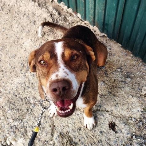 Llegó a nuestro refugio cuando apenas era un cachorrito. Aun sigue con nosotros esperando la oportunidad que se merece. Es un perro muy bueno con los humanos, siempre busca nuestras caricias y se mantiene a nuestro lado. También le encanta jugar con palos y correr. Es un apasionado de los ríos y el agua. Tiene una expresión corporal muy dominante, por lo que otros machos no se llevan bien con el, y con algunas hembras dominantes también puede tener problemas. Pero por norma general es un encanto de perro. Sería conveniente que quien lo adoptara no tuviera más perros, y le diera una buena educación con mucho ejercicio. Llegó a nuestro refugio cuando apenas era un cachorrito. Aun sigue con nosotros esperando la oportunidad que se merece. Es un perro muy bueno con los humanos, siempre busca nuestras caricias y se mantiene a nuestro lado. También le encanta jugar con palos y correr. Es un apasionado de los ríos y el agua. Tiene una expresión corporal muy dominante, por lo que otros machos no se llevan bien con el, y con algunas hembras dominantes también puede tener problemas. Pero por norma general es un encanto de perro. Sería conveniente que quien lo adoptara no tuviera más perros, y le diera una buena educación con mucho ejercicio.