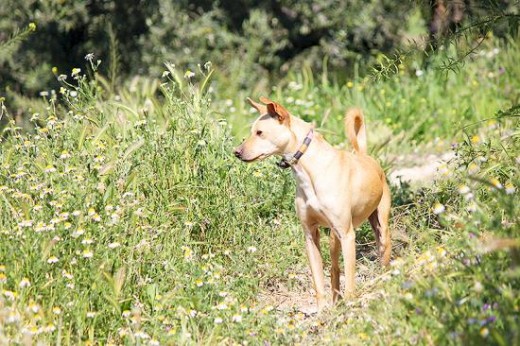 Fue tirado por encima de la valla de nuestro refugio como otros muchos. Es un perro con muchísima energía que necesita ejercicio y largos paseos. En casa es tranquilo y bueno, nunca ha roto nada. En el refugio no tiene problemas con ningún otro perro, es muy sociable. Le encanta buscar aventuras y ver si puede conseguir algo de comida extra colándose por aquí o por allá. También es cariñoso, te busca para que le des mimos y siempre lo encuentras correteando o jugando por ahí.