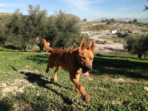 Cruce de American Staffordshire. Titán es un perro muy activo en la calle, le encanta saltar, correr, y te trae la pelota/palo todas las veces que se la quieras tirar ( a veces jugando es un poquillo bruto). Además es muy bueno,va genial con la correa y puede ir suelto (en zonas sin tráfico) y no se separa de ti más de unos cuantos metros. Como es tan enérgico es genial sacarlo a correr, con la bici, al campo a pasar el día… le encanta!
En casa es muy tranquilo, por supuesto sabe hacer sus cosas fuera de casa si lo sacas a su hora (aunque alguna vez se ha despistado), no muerde nada que no sean sus juguetes y no se sube ni al sofá ni a las camas ni a ningún otro sitio que no quieras. Aprende muy rápido aunque puede ser cabezón cuando quiere.
Es muy cariñoso, bueno con otros perros (jamás se pelea) y con todas las personas (no gruñe ni ladra). Con gatos aún no he probado, aunque no tiene pinta de llevarse mal ya que se hace amigo de todo lo que encuentra. Es un perro muy noble, puede quedarse solo en casa unas horas si no te lo puedes llevar y no llora ni se pone nervioso, y cuando llegas a casa siempre te recibe super alegre, saltando y moviendo el rabo.
Cruce de American Staffordshire. Titán es un perro muy activo en la calle, le encanta saltar, correr, y te trae la pelota/palo todas las veces que se la quieras tirar ( a veces jugando es un poquillo bruto). Además es muy bueno,va genial con la correa y puede ir suelto (en zonas sin tráfico) y no se separa de ti más de unos cuantos metros. Como es tan enérgico es genial sacarlo a correr, con la bici, al campo a pasar el día… le encanta!
En casa es muy tranquilo, por supuesto sabe hacer sus cosas fuera de casa si lo sacas a su hora (aunque alguna vez se ha despistado), no muerde nada que no sean sus juguetes y no se sube ni al sofá ni a las camas ni a ningún otro sitio que no quieras. Aprende muy rápido aunque puede ser cabezón cuando quiere.
Es muy cariñoso, bueno con otros perros (jamás se pelea) y con todas las personas (no gruñe ni ladra). Con gatos aún no he probado, aunque no tiene pinta de llevarse mal ya que se hace amigo de todo lo que encuentra. Es un perro muy noble, puede quedarse solo en casa unas horas si no te lo puedes llevar y no llora ni se pone nervioso, y cuando llegas a casa siempre te recibe super alegre, saltando y moviendo el rabo.