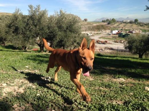 Cruce de American Staffordshire. Titán es un perro muy activo en la calle, le encanta saltar, correr, y te trae  la pelota/palo todas las veces que se la quieras tirar ( a veces jugando es un poquillo bruto). Además es muy bueno,va genial con la correa y puede ir suelto (en zonas sin tráfico) y no se separa de ti más de unos cuantos metros. Como es tan enérgico es genial sacarlo a correr, con la bici, al campo a pasar el día… le encanta!

En casa es muy tranquilo, por supuesto sabe hacer sus cosas fuera de casa si lo sacas a su hora  (aunque alguna vez se ha despistado), no muerde nada que no sean sus juguetes y no se sube ni al sofá ni a las camas ni a ningún otro sitio que no quieras. Aprende muy rápido aunque puede ser cabezón cuando quiere.

Es muy cariñoso, bueno con otros perros (jamás se pelea) y con todas las personas (no gruñe ni ladra). Con gatos aún no he probado, aunque no tiene pinta de llevarse mal ya que se hace amigo de todo lo que encuentra. Es un perro muy noble, puede quedarse solo en casa unas horas si no te lo puedes llevar y no llora ni se pone nervioso, y cuando llegas a casa siempre te recibe super alegre, saltando y moviendo el rabo.
