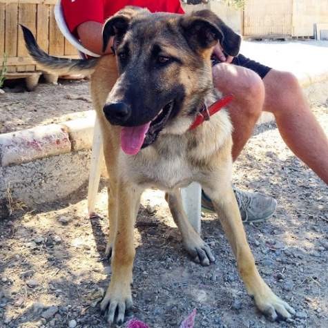 Tamaño grande. Fue abandonada muy recientemente en nuestro refugio, aun no la conocemos mucho pero ya podemos ver que es una perra muy buena, con un carácter que no da problemas, muy juguetona, siempre busca otros perros para poder jugar con ellos, y le encanta estar con personas, siempre te pone las patas encima para que la acaricies, mirándote con su carita de cachorra. Es aun muy joven a pesar de su tamaño. Tamaño grande. Fue abandonada muy recientemente en nuestro refugio, aun no la conocemos mucho pero ya podemos ver que es una perra muy buena, con un carácter que no da problemas, muy juguetona, siempre busca otros perros para poder jugar con ellos, y le encanta estar con personas, siempre te pone las patas encima para que la acaricies, mirándote con su carita de cachorra. Es aun muy joven a pesar de su tamaño.