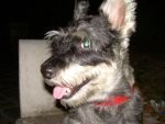 Mi pequeñín aún jóvencito