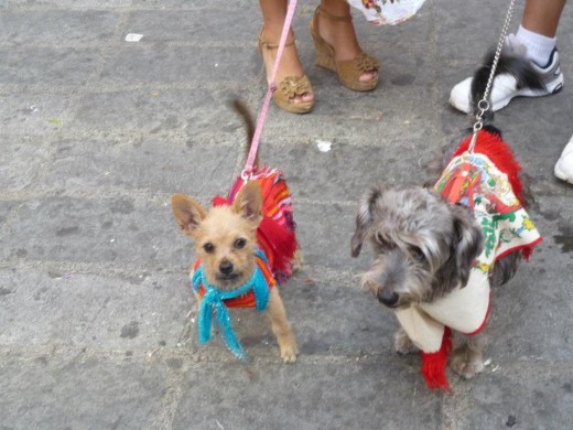 mi ambar vestida de guadalupana..... (chihuahuita vestida de rojo)