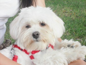 Esta es la peque de Arwen, es súper cariñosa, buena y una juguetona. Es muy nerviosa y le encanta ir al campo a correr. 
Es la princesita de la casa :)