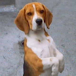 esta parado en 2 patas y es cafe con blanco esta parado en 2 patas y es cafe con blanco