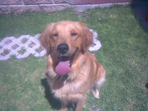 Es un super perro,educado,cariñoso,jugueton,tolerante,es un perro equilibrado
