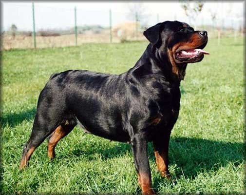 Este es mi perro Rudis en la casa de mi ABUELO que esta en la plata(enrrealindad vive en la casa de mi abuelo)(pero es mio)(mi mama me dijo "SI TE COMPRAS UN ROTTWEILER SE QUEDA EN LA CASA DE TU ABUELO")Aunque estemos lejos nunca lo voy a olvidar(pero a menudo lo vicito)...!!