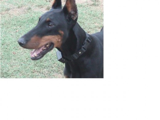 Esta es Bimba una de mis perritas, la adoptamos con cinco años y ya lleva con nosotros tres.
Al principio era un poco nerviosa e insegura, pero ahora es un solete. Esta es Bimba una de mis perritas, la adoptamos con cinco años y ya lleva con nosotros tres.
Al principio era un poco nerviosa e insegura, pero ahora es un solete.