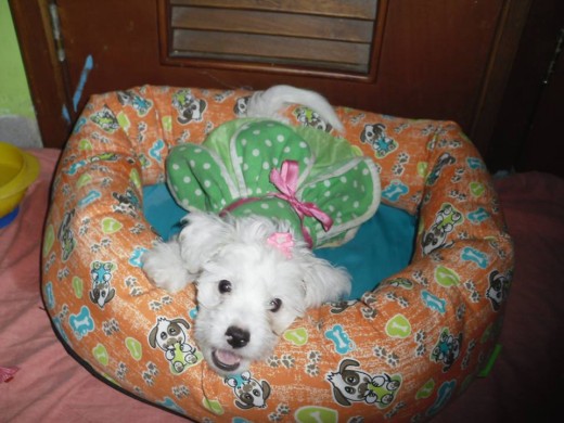 El una perrita hermosa,cariñosa y coqueta