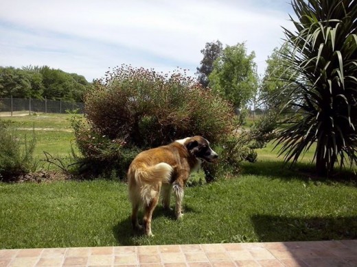 Este cachorro nos llego de regalo, parecia un peluche y es hermosooo!

Es un de los mas regalones, apenas llego a melipilla de vuelta del trabajo, se me para de dos patitas y me sostiene del brazo, como haciendo el rol de un caballero y me acompaña hasta la puerta, es pecoso y adorable.

Es un perro qu ele gusta que lo besen entre lso ojos y sus mejillas.

Es chistoso por que se le suelen formar rastas en las mejillas por lo general y el siempre espera a que yo se las corte c: