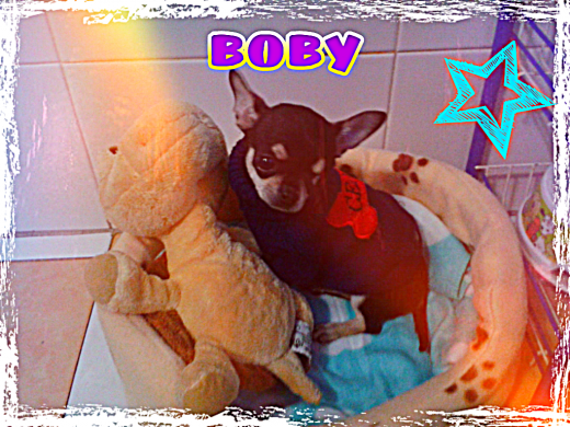 boby descansando :D