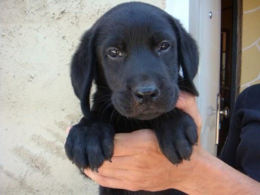 el pobre murio de cachorro, lo sientooo fue mi culpaaa. Yo solo tenia dos añitos y lo bañe de muy pequeño y murio...¡¡¡¡buaaaaa!!!