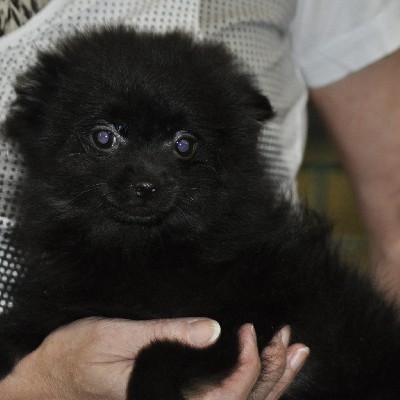 buffy, pomerania  4 meses