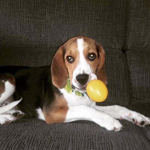 Coby de fiesta con las maracas