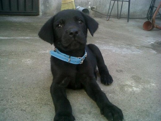 mi labrador cabo, es pero jugueton y tragon