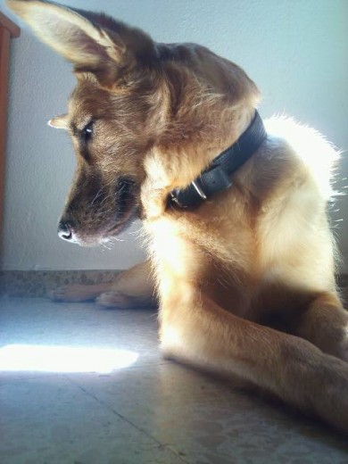 Bella de perfil. Bella de perfil.
