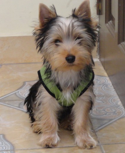 Canito 4 meses Yorkshire Terrier 
