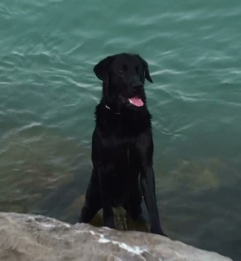 su hobby favorito estar en el agua ,en esa foto esta esperando a qe le lansemos algo para sambullise en el agua para buscarla,es un gran nadador