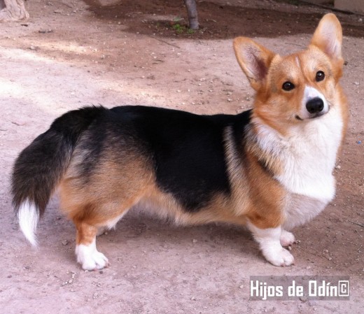 Mi Cookie preciosa de la raza elsh corgi pembroke y con la cola sin amputar (no, no es un cardigan, los corgis TAMBIÉN tienen cola) un princesita inglesa que te robara el corazón con su mirada *_*