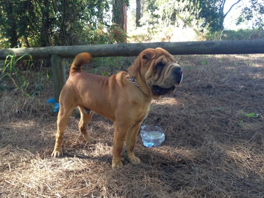 Celebrando mi cumpleaños con la familia en el campo, y como siempre, Rugui va conmigo a todas partes, aqui tenia 11 meses