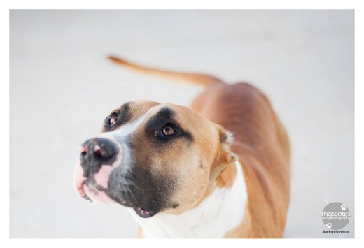 Coribante, bueno con las personas y tranquilo, acogele, adoptale, se necesita licencia ppp,
contacto: sosperrerabadajoz@gmail.com Coribante, bueno con las personas y tranquilo, acogele, adoptale, se necesita licencia ppp,
contacto: sosperrerabadajoz@gmail.com