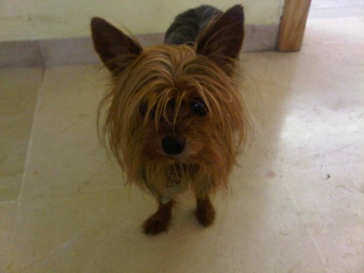 Dobbyto como le digo de cariño , es mi hijo. LOVE HIM!