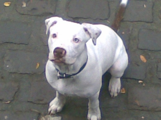 este es mi  pit  drako 
