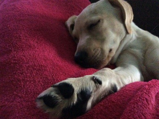 A Elvis también le gusta hecharse la siesta jajaja