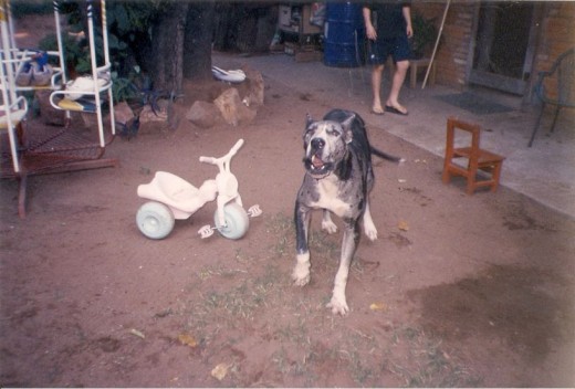 MI PEQUEÑA LAIKA.., HIJA DE LULU, Y HERMANA ADOPTIVA DE LOBA.., PORQUE LULU ADOPTOA LOBA COMO SU HIJA Y LA CUIDO COMO UNA DE ELLAS