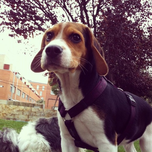 Jarpo es muy curioso Jarpo es muy curioso