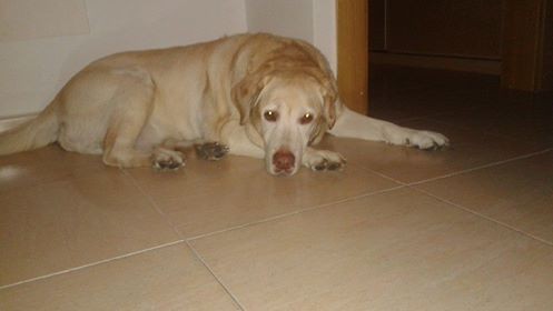 pues os presento a mi pequeña Dylan, es la perrita mas buena y obediente que hay, es como mi segunda sombra siempre me persigue a todos lados la quiero un montonazo. fue mi regalo de cumpleaños en el que mi padre me la compro y desde ese dia somos como uña y carne pues os presento a mi pequeña Dylan, es la perrita mas buena y obediente que hay, es como mi segunda sombra siempre me persigue a todos lados la quiero un montonazo. fue mi regalo de cumpleaños en el que mi padre me la compro y desde ese dia somos como uña y carne