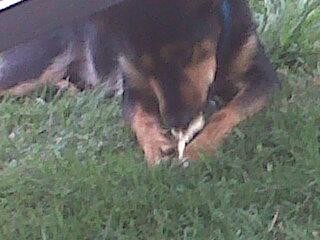 Foxy es un dulce de leche.... lo encontré en la ruta cuando le había pasado un colectivo por arriba pero gracias a Dios no le hizo nada porque él se quedó quietito sin moverse, mi vida!... Lo traje a casa y hoy es mi gran guardián !!! Te amo Foxy !!! Foxy es un dulce de leche.... lo encontré en la ruta cuando le había pasado un colectivo por arriba pero gracias a Dios no le hizo nada porque él se quedó quietito sin moverse, mi vida!... Lo traje a casa y hoy es mi gran guardián !!! Te amo Foxy !!!