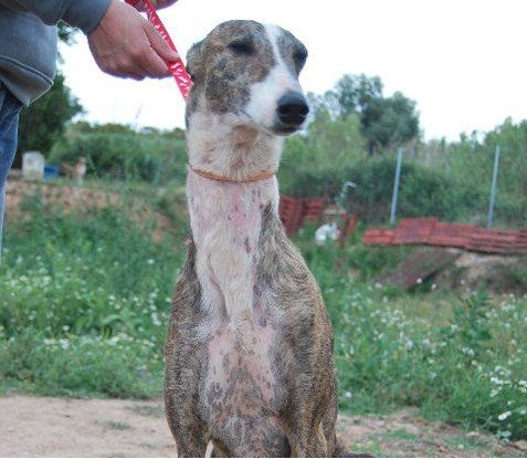 Galgo de 7 años busca hogar!!!