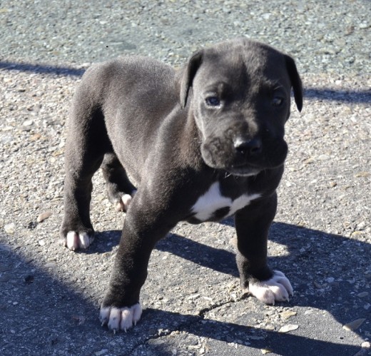 Günter con 1 mes, cuando fuimos a recogerle y pasó a formar parte de nuestra familia...