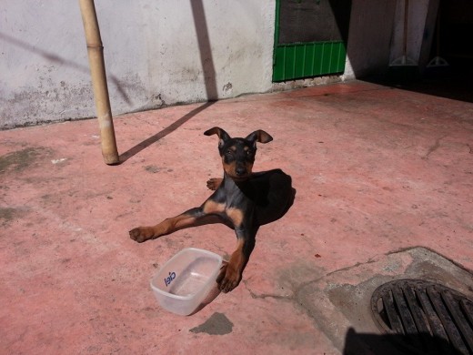 este es mi perro de 2 meses un doberman. el cual es bastante activo y mordelon