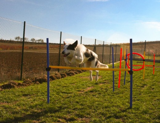 Practicando agility