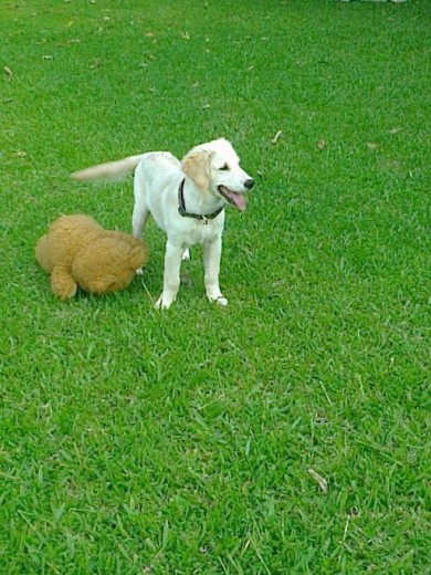 Me llamo Iker y a veces me dicen Iker Ignacio, éste es mi osito de peluche de cuando era más cachorro, ahora ya no me lo dan porque me lo comía, ahora tengo una pelota y un hueso grandote para jugar