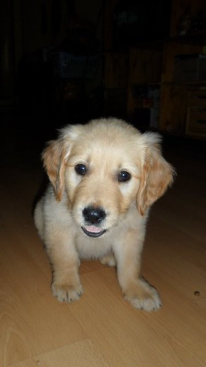 "Noa" con 2 mesesitos, de raza Golden Retriever. Es preciosa, cariñosa, noble, juguetona, observadora, inteligente, pequeñita, tiene el pelo suave y tiene un corazón muy grande <3 La QuiiiieeerO [!] (*)