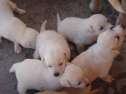 Ahí estan unos de mis cachorros, Lucas, Cuky, Oscar, Mélany y Sparky,son 7 pero solo se ven ahí 5.