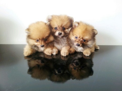 Tres hembritas! Tres hembritas!