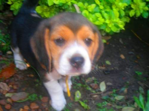 Esta es Lola a ella la adoptamos en la veterinaria era la unica que quedaba y me dio demaciada lasitm que estaba hay solita y ella saludaba a todos x que queria que la adopten pero la saludaban y se ivan y la perrita se quedaba llorando pero yo la adopto x que no quiero que sufra ahora es muy feliz en mi casa con los demas.... Esta es Lola a ella la adoptamos en la veterinaria era la unica que quedaba y me dio demaciada lasitm que estaba hay solita y ella saludaba a todos x que queria que la adopten pero la saludaban y se ivan y la perrita se quedaba llorando pero yo la adopto x que no quiero que sufra ahora es muy feliz en mi casa con los demas....