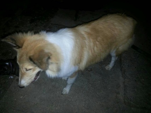 Aqui esta mirando a sus hermanos para ver que hacen, es muy cariñoso con perros y con humanos